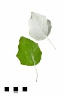 Peuplier blanc - feuilles sur fond blanc (Populus alba) 